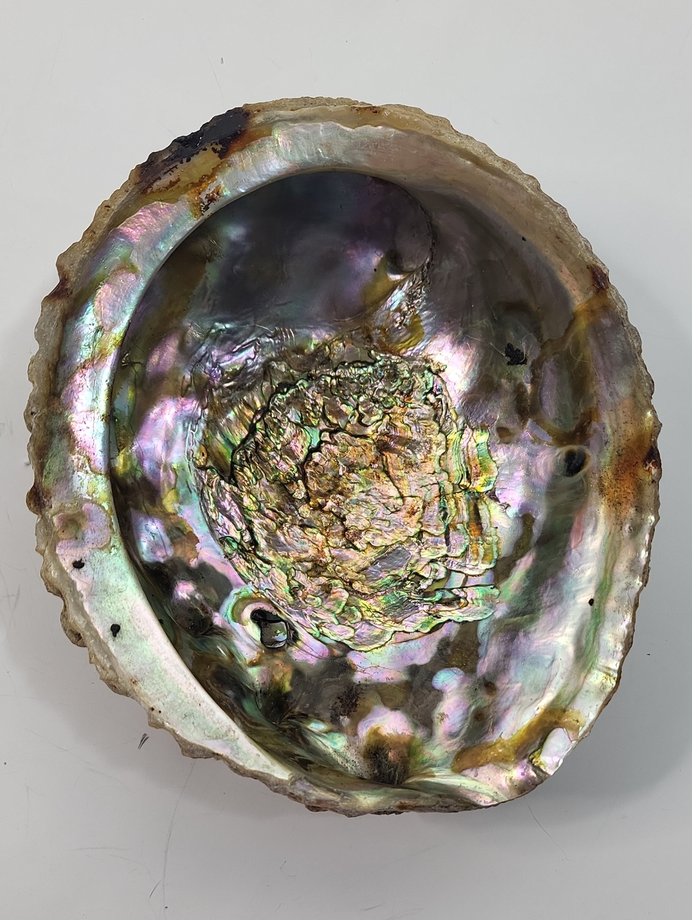 Natural Abalone Shell Decorative Display